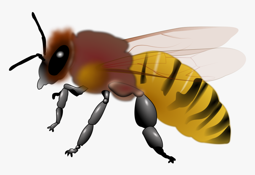 Detail Free Honey Bee Clipart Images Nomer 9