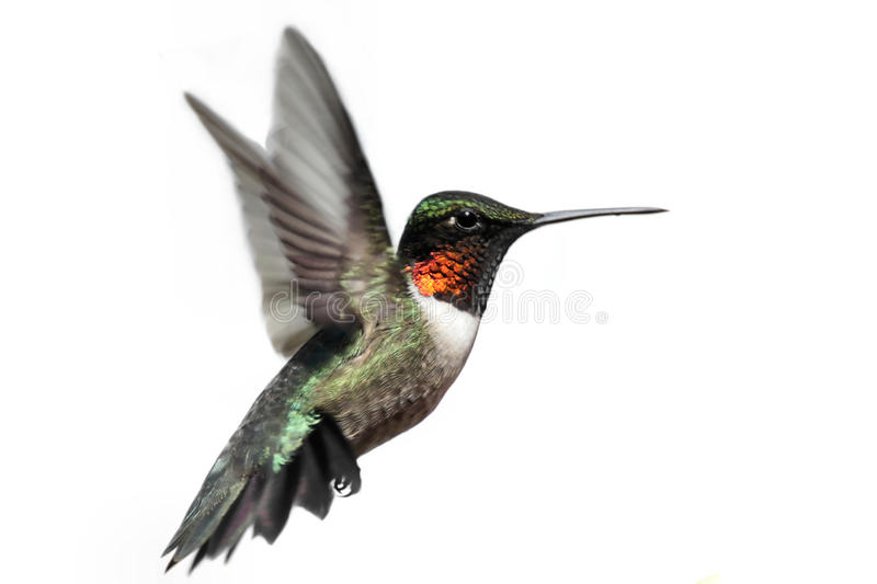 Detail Free Hummingbird Images Nomer 12