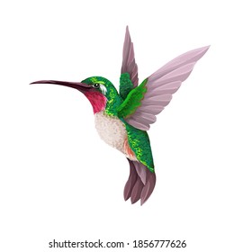 Detail Free Hummingbird Images Nomer 26