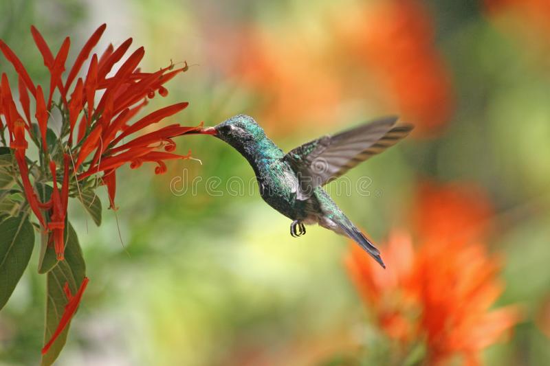 Detail Free Hummingbird Images Nomer 56