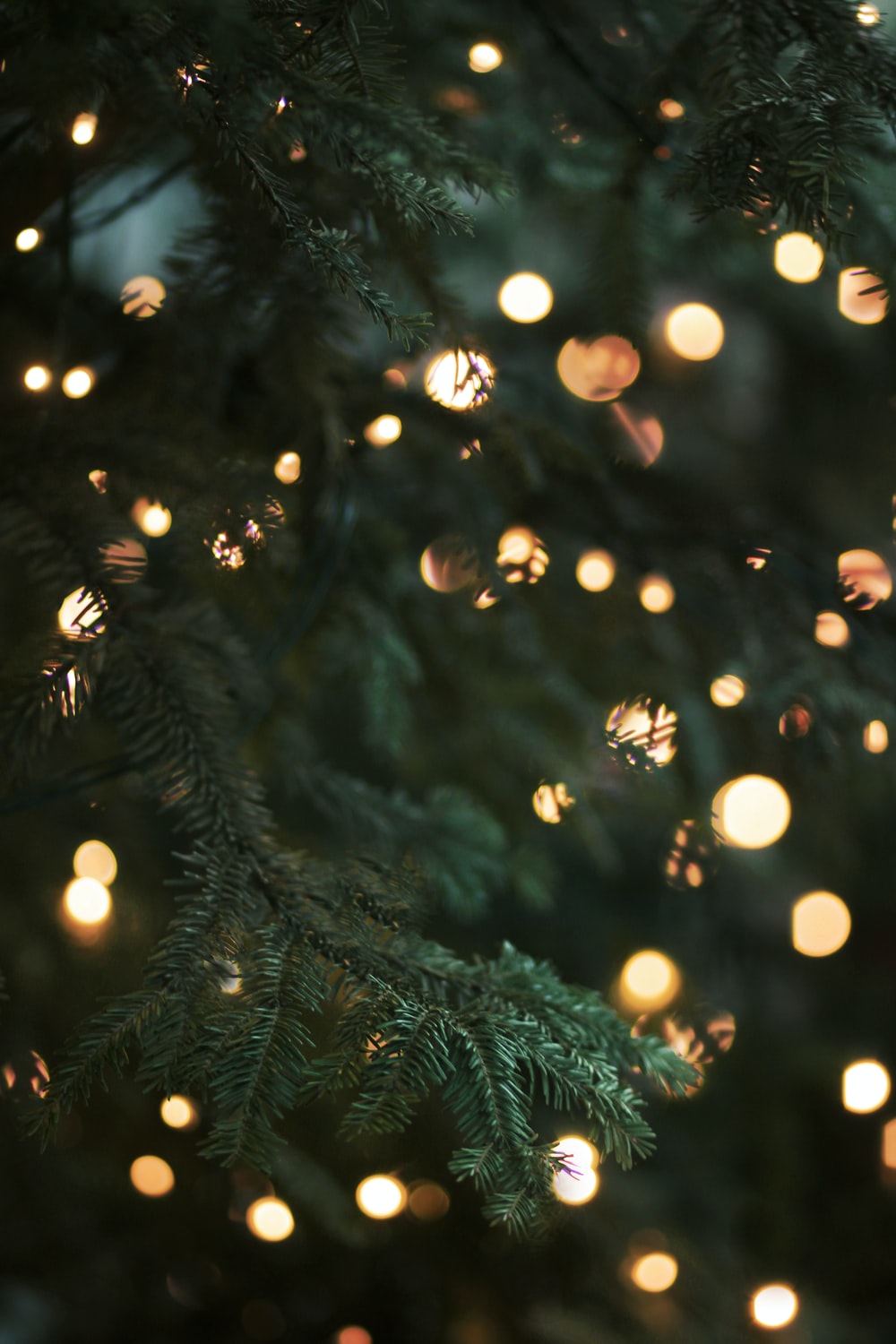 Detail Free Image Of Christmas Tree Nomer 18