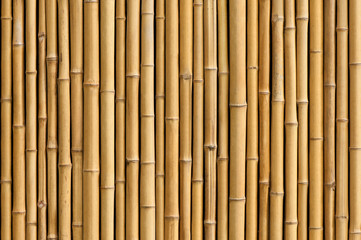 Detail Free Images Bamboo Nomer 26