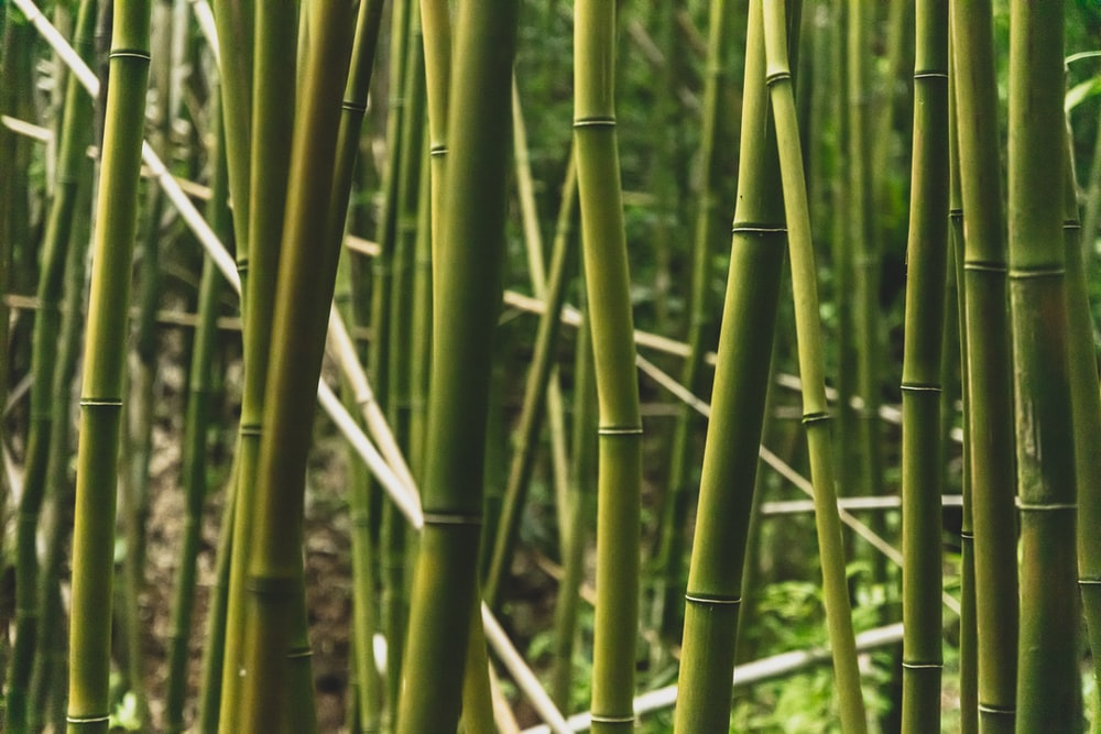 Detail Free Images Bamboo Nomer 27