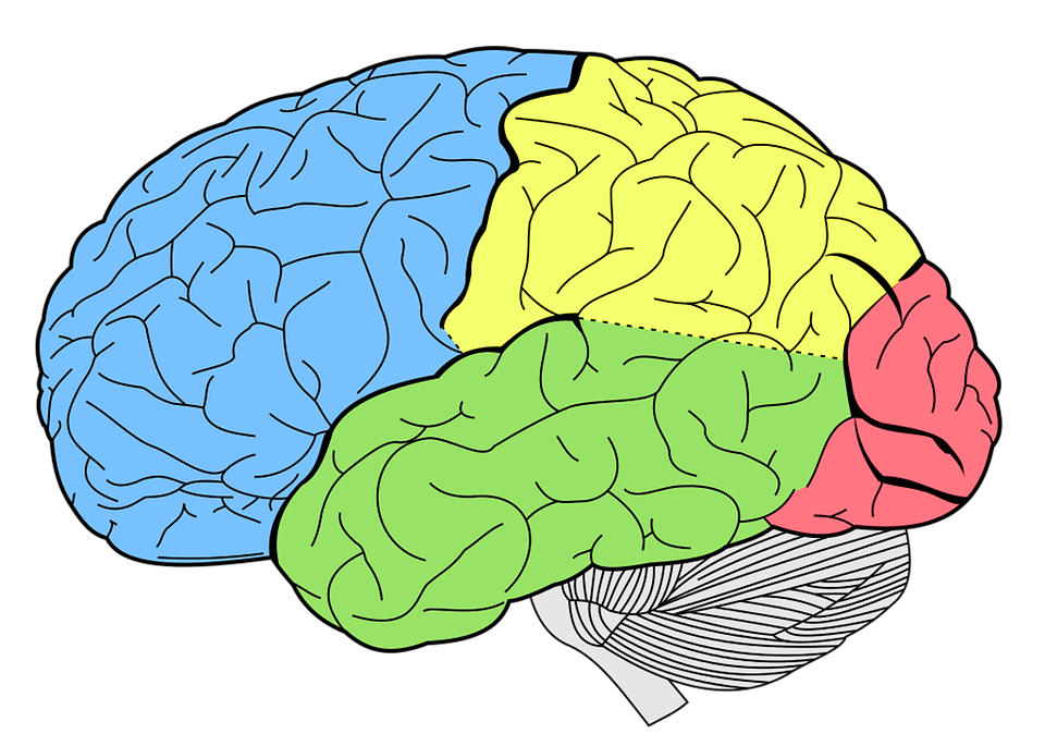 Detail Free Images Brain Nomer 15