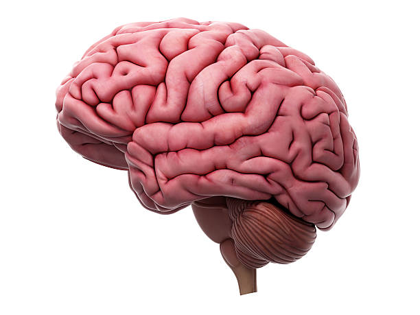Detail Free Images Brain Nomer 16