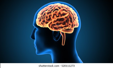 Detail Free Images Brain Nomer 22