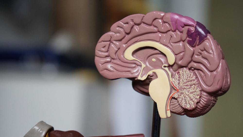 Detail Free Images Brain Nomer 23