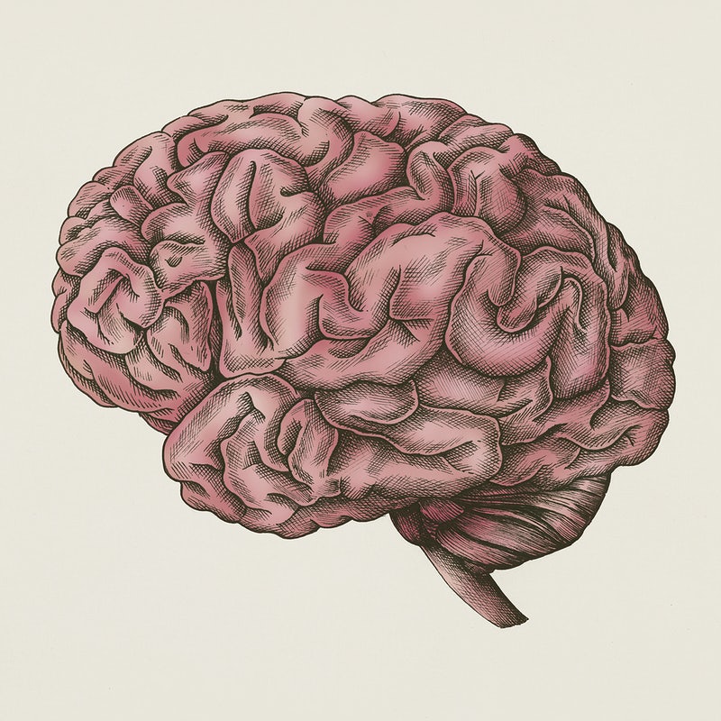 Detail Free Images Brain Nomer 32