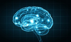 Detail Free Images Brain Nomer 36
