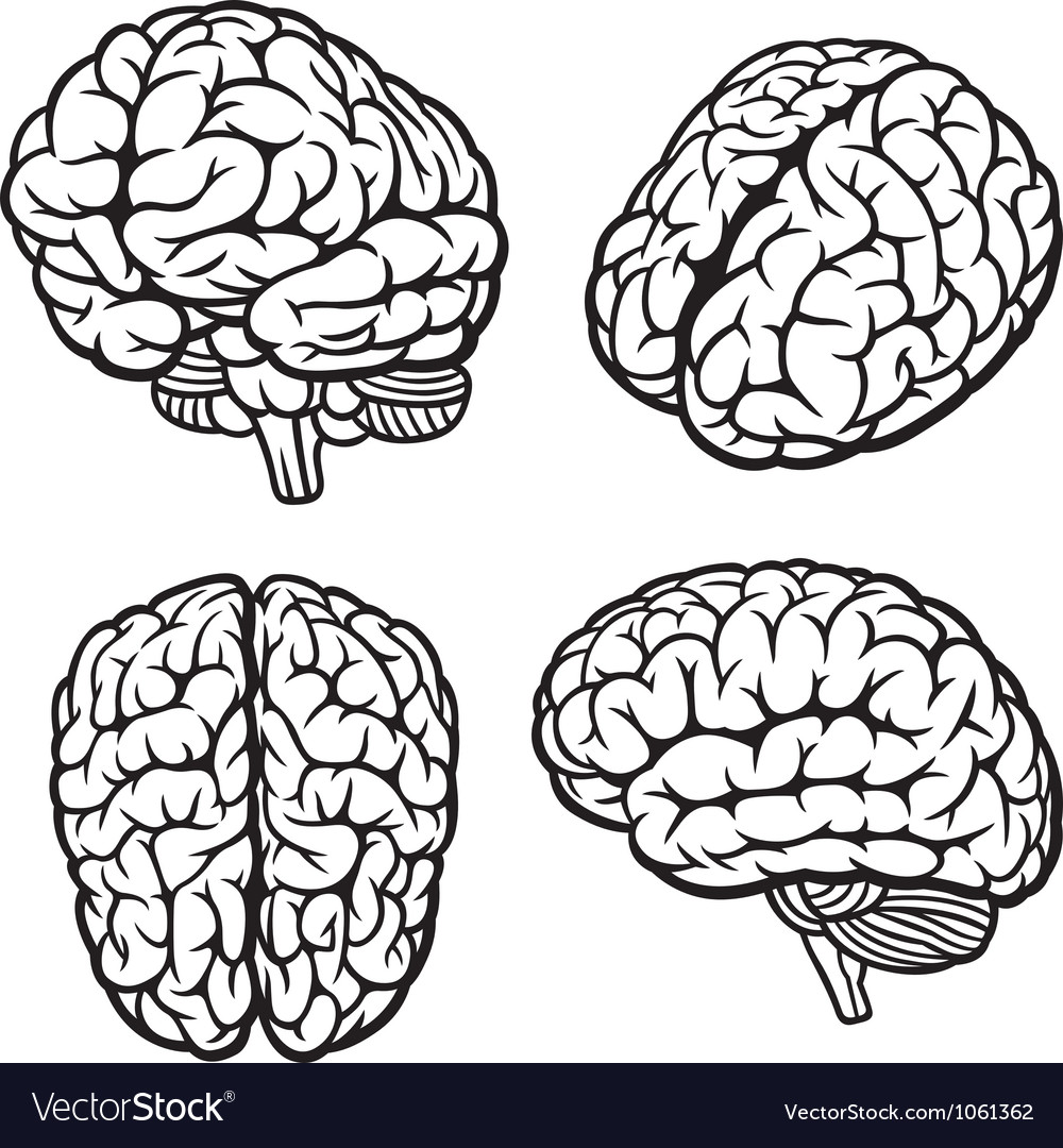 Detail Free Images Brain Nomer 37