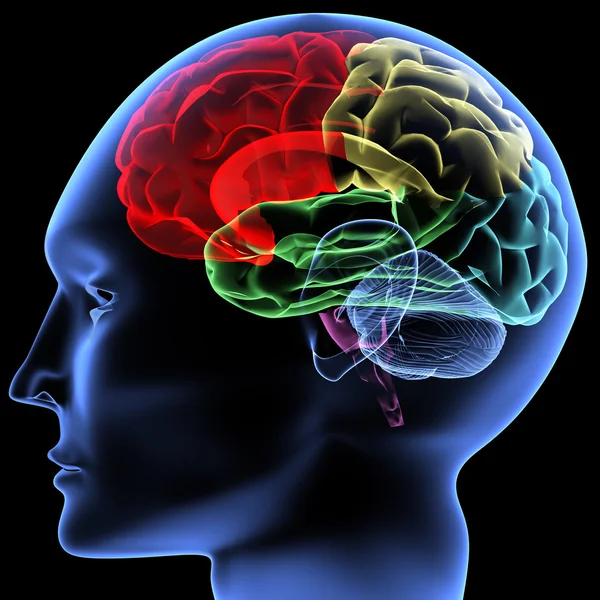 Detail Free Images Brain Nomer 5
