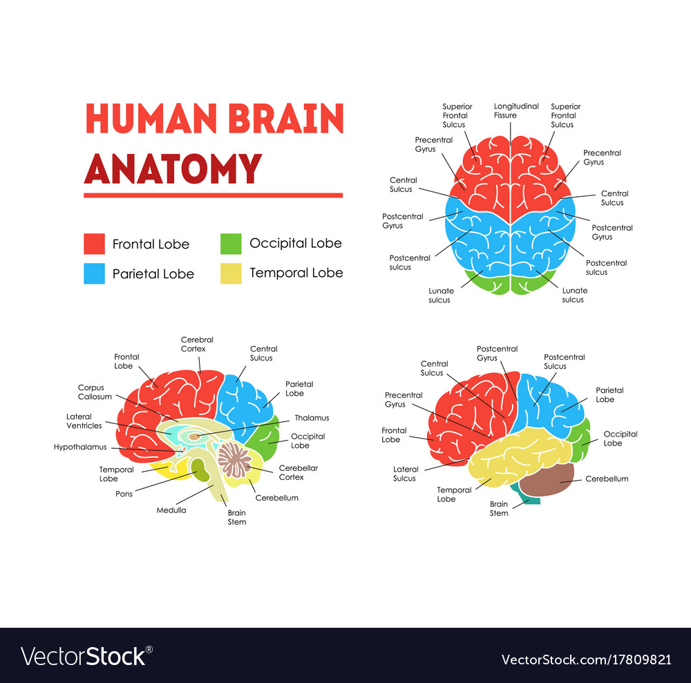 Detail Free Images Brain Nomer 52
