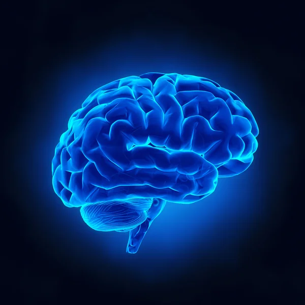 Detail Free Images Brain Nomer 9