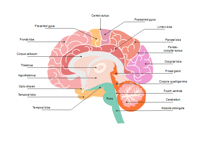 Detail Free Images Of Brain Nomer 33