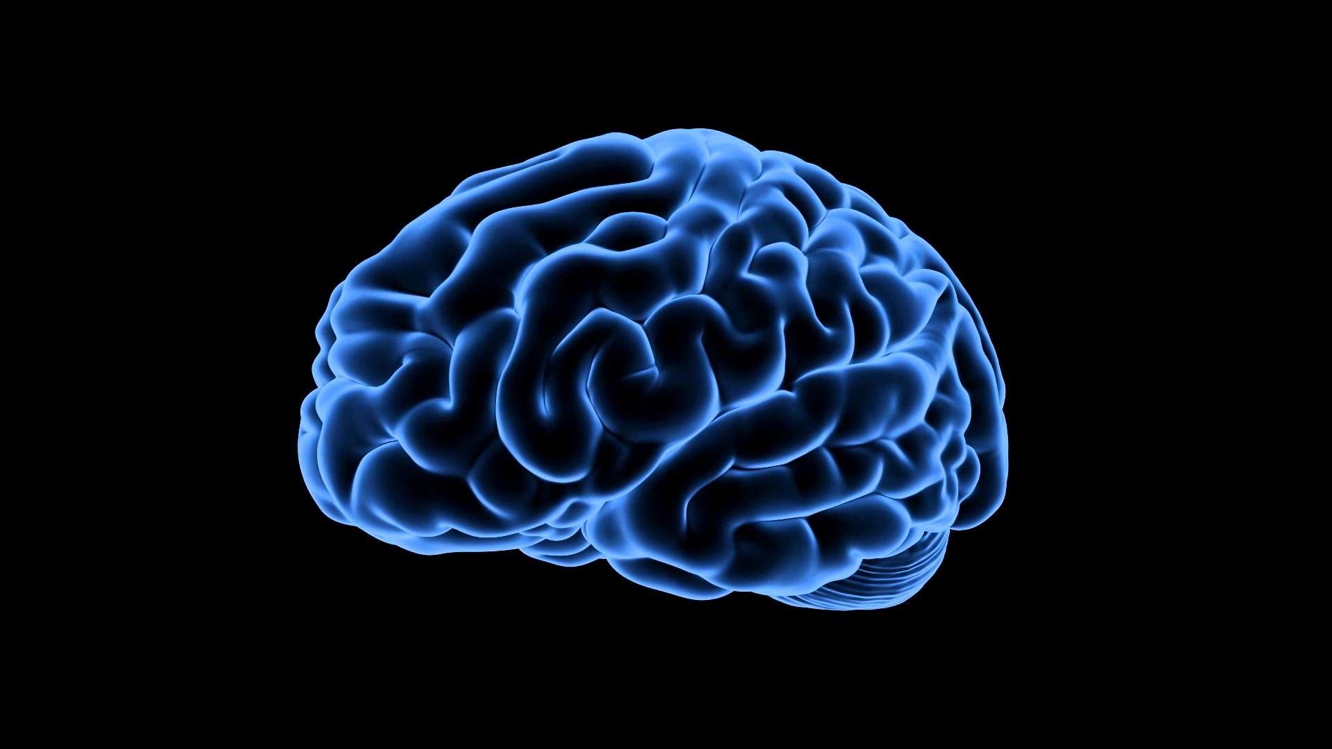 Detail Free Images Of Brain Nomer 39
