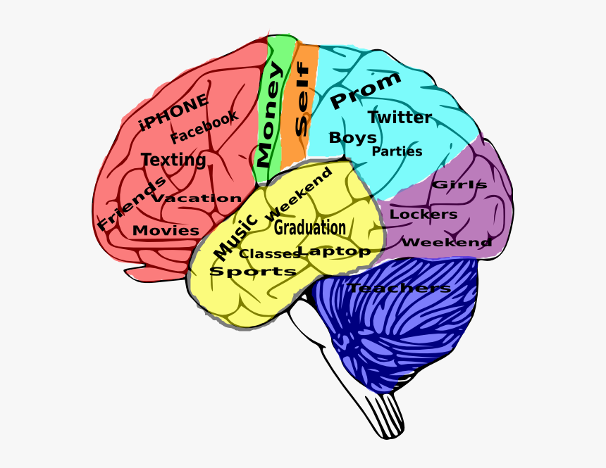 Detail Free Images Of Brain Nomer 45