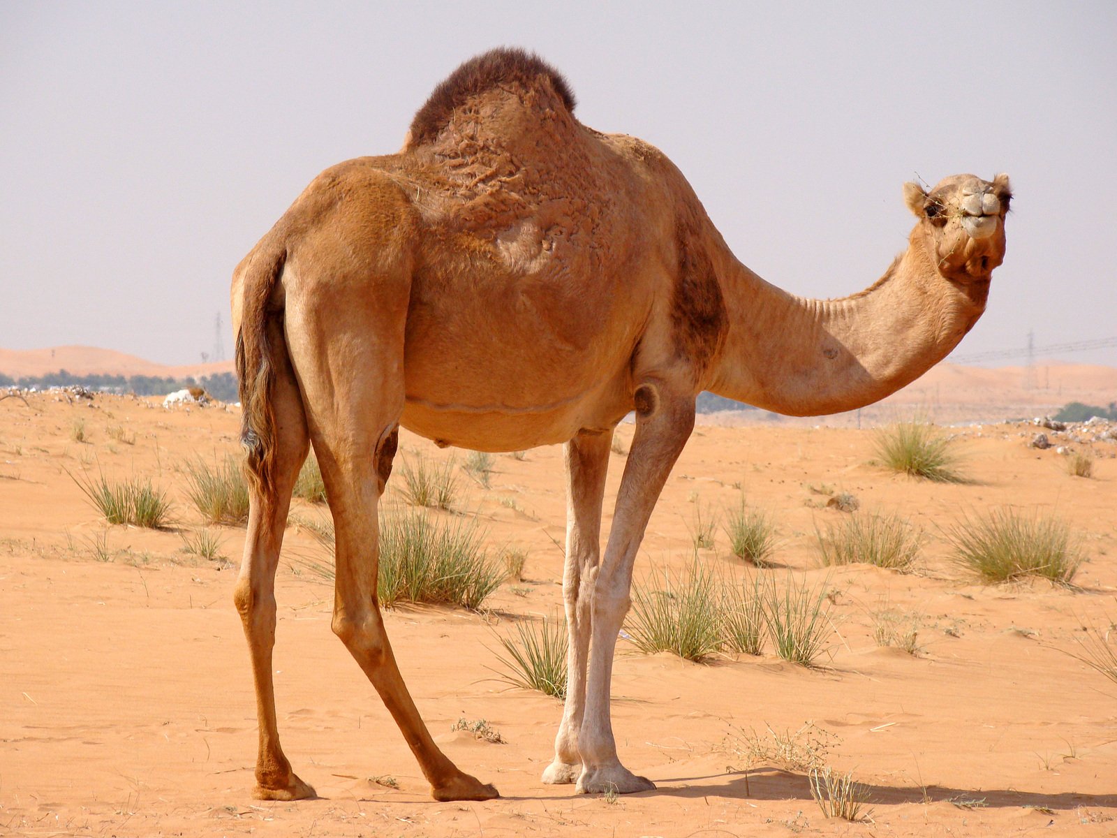 Detail Free Images Of Camels Nomer 11