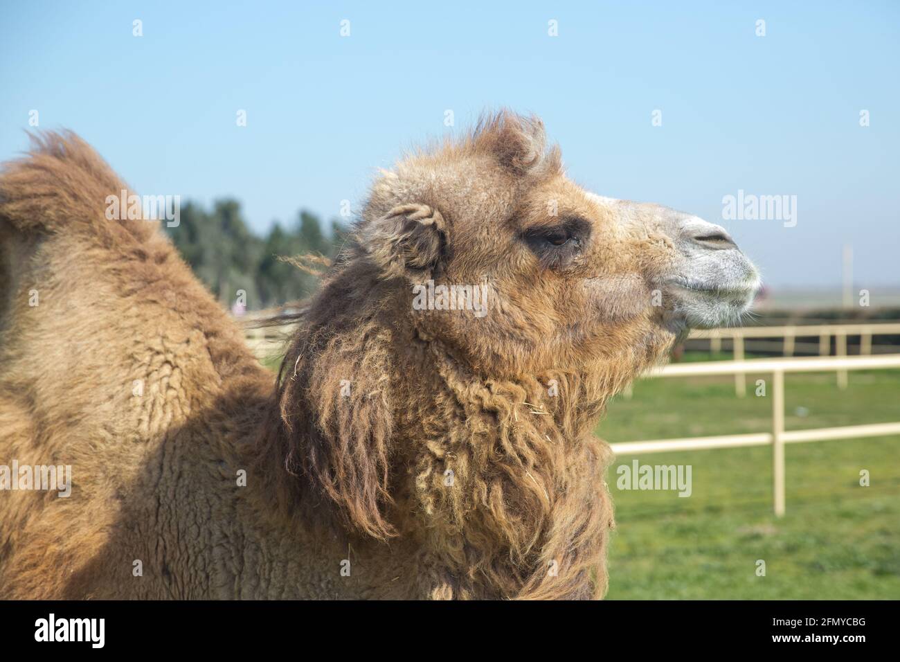 Detail Free Images Of Camels Nomer 35