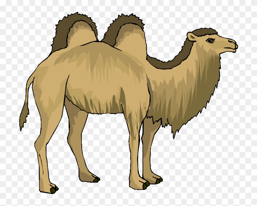 Detail Free Images Of Camels Nomer 39