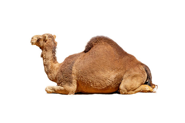 Detail Free Images Of Camels Nomer 42
