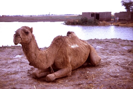 Detail Free Images Of Camels Nomer 44