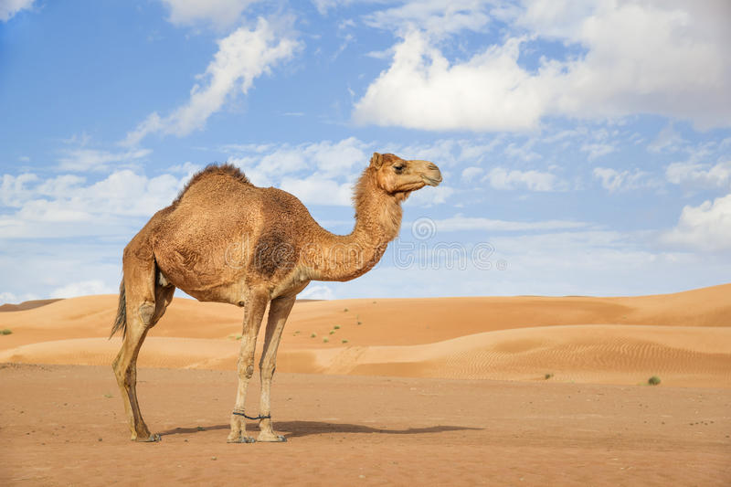 Detail Free Images Of Camels Nomer 7