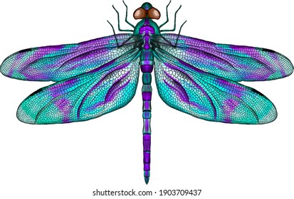 Detail Free Images Of Dragonflies Nomer 18