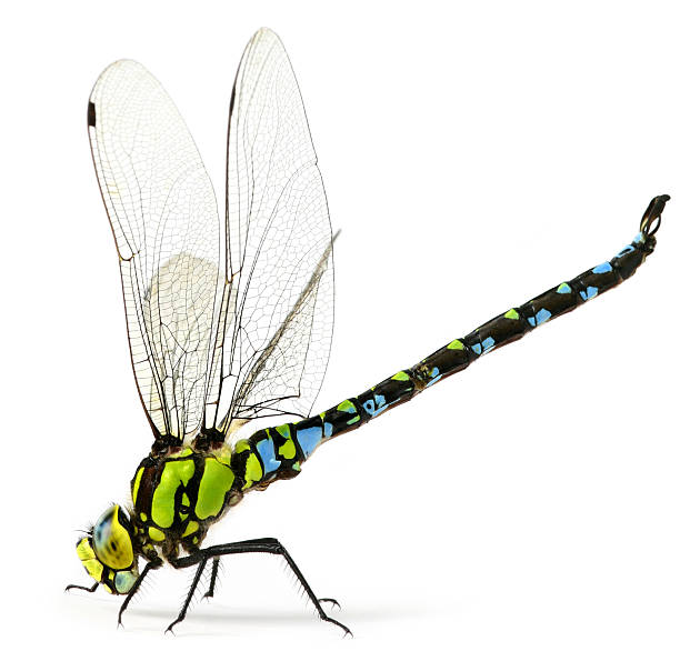 Detail Free Images Of Dragonflies Nomer 25