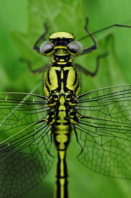 Detail Free Images Of Dragonflies Nomer 39