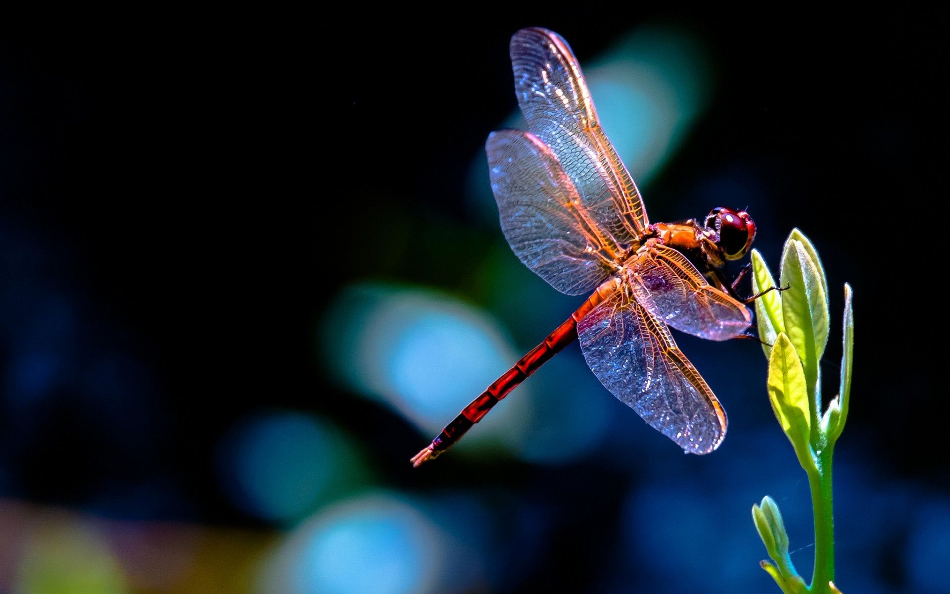 Detail Free Images Of Dragonflies Nomer 5