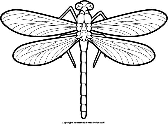 Detail Free Images Of Dragonflies Nomer 50