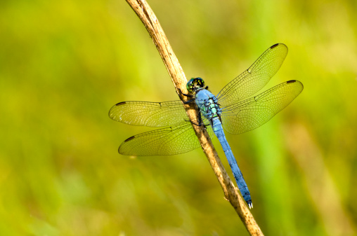 Detail Free Images Of Dragonflies Nomer 8