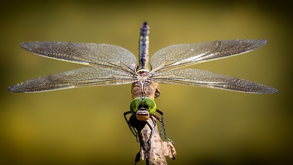 Detail Free Images Of Dragonflies Nomer 10