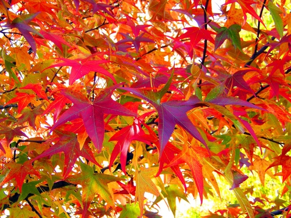 Detail Free Images Of Fall Leaves Nomer 27