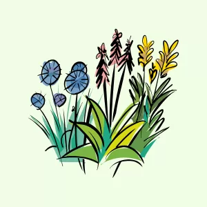 Hosta Lancifolia - KibrisPDR