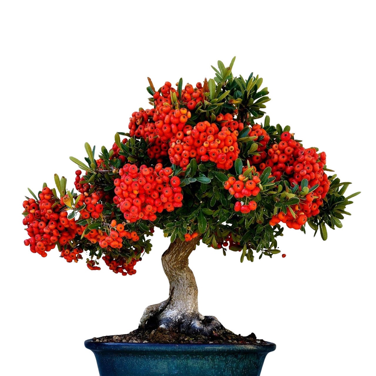 Detail Orangen Bonsai Baum Nomer 6