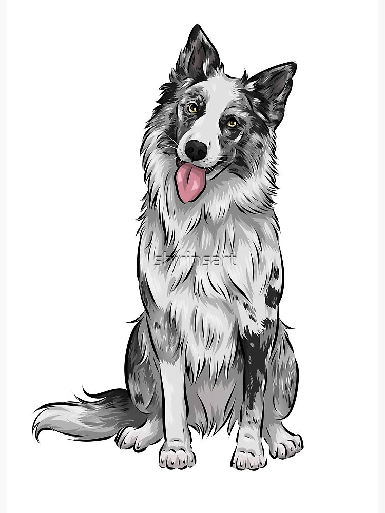 Detail Collie Border Tricolor Nomer 8