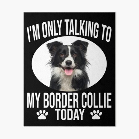 Detail Collie Border Tricolor Nomer 17