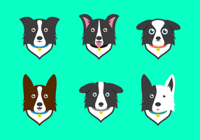 Detail Collie Border Tricolor Nomer 19