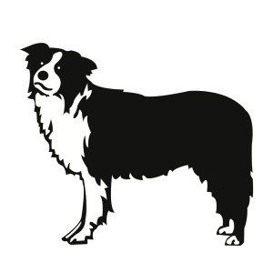 Detail Collie Border Tricolor Nomer 4