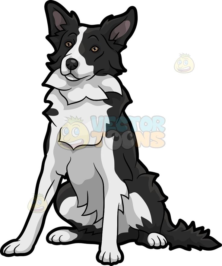 Download Collie Border Tricolor Nomer 7