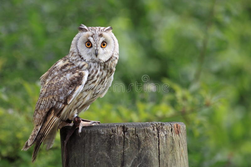 Free Images Of Owls - KibrisPDR
