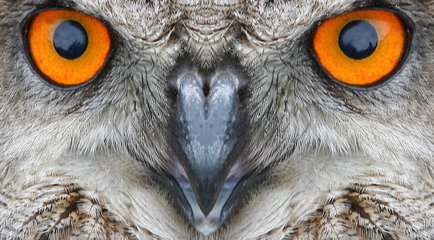 Detail Free Images Of Owls Nomer 36