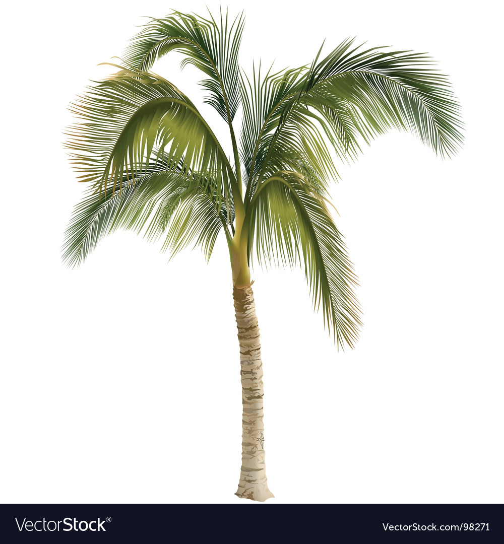 Free Images Of Palm Trees - KibrisPDR