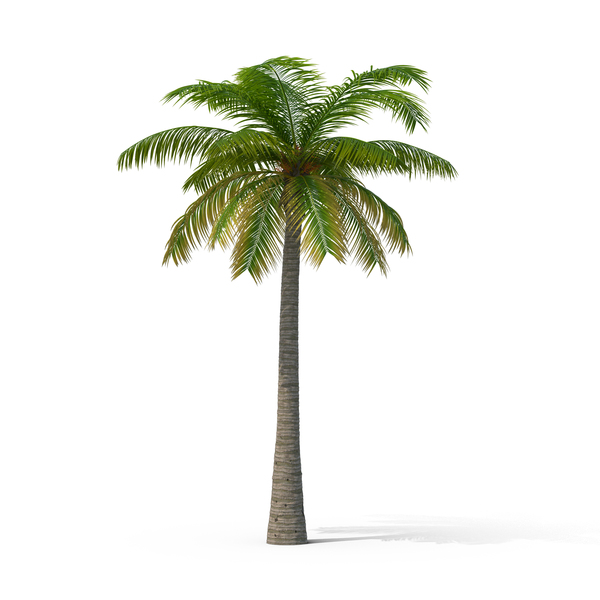 Detail Free Images Of Palm Trees Nomer 13