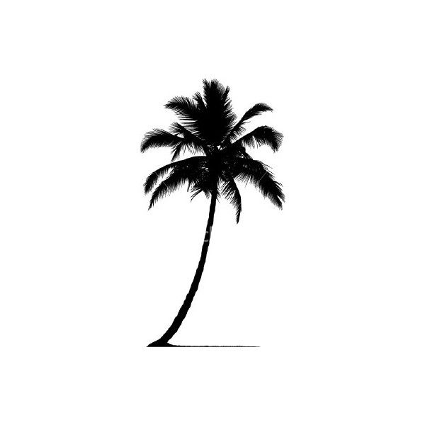 Detail Free Images Of Palm Trees Nomer 14