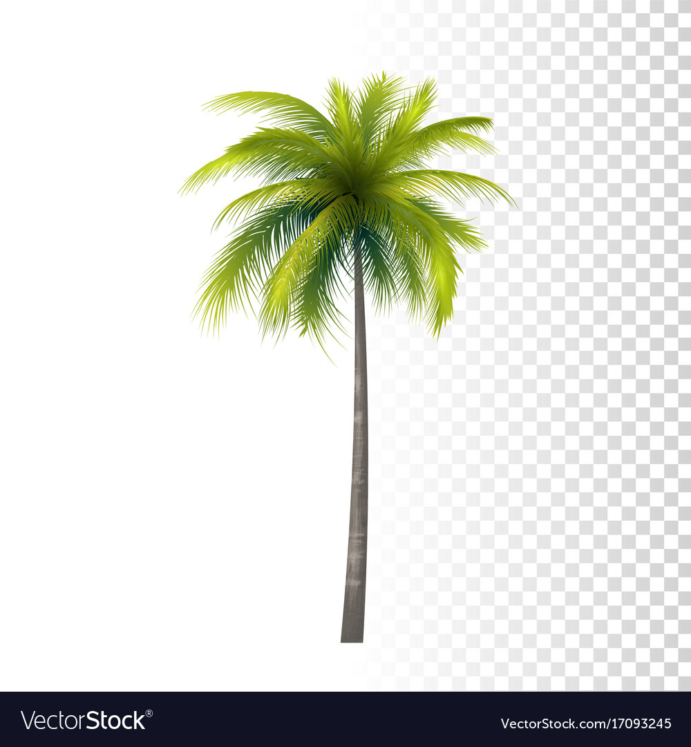 Detail Free Images Of Palm Trees Nomer 20