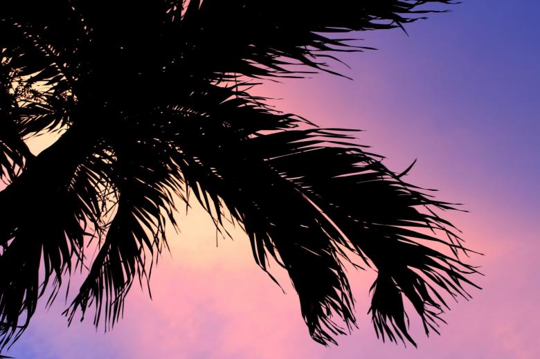 Detail Free Images Of Palm Trees Nomer 25