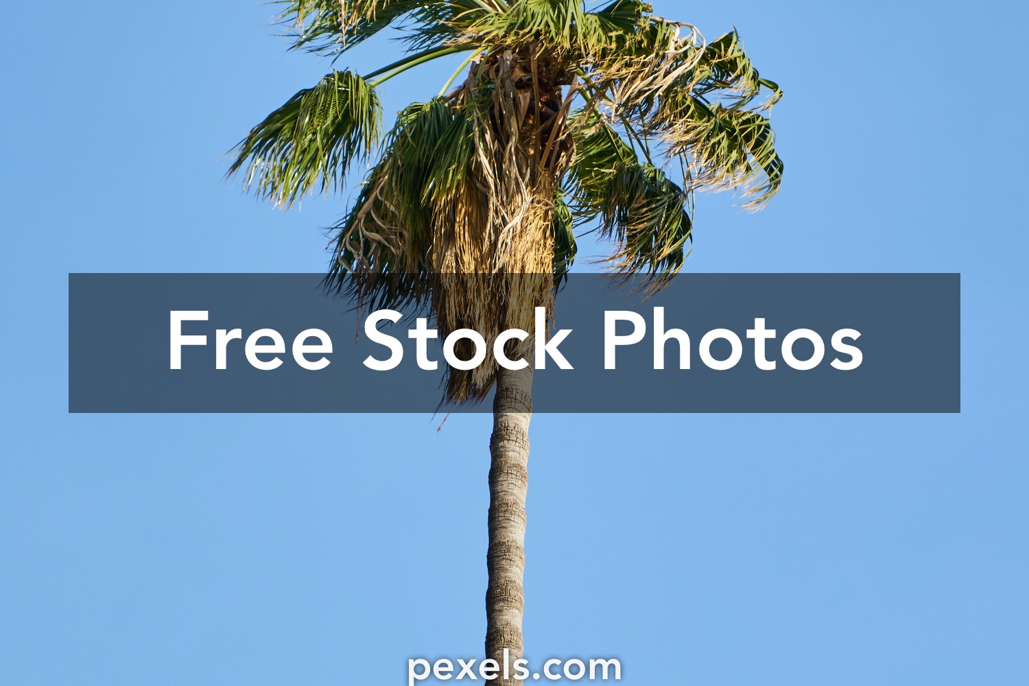 Detail Free Images Of Palm Trees Nomer 41