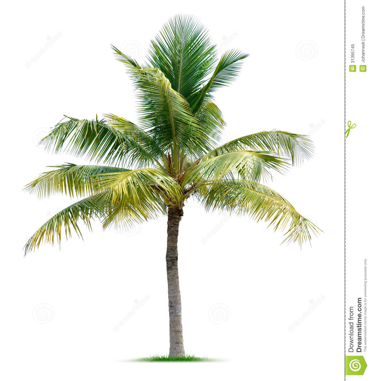 Detail Free Images Of Palm Trees Nomer 47
